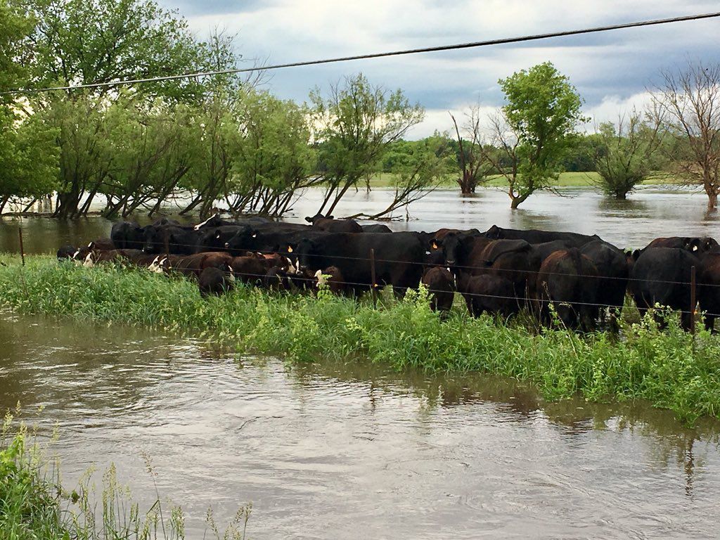 12th St NE and N Florida cows 2.jpg